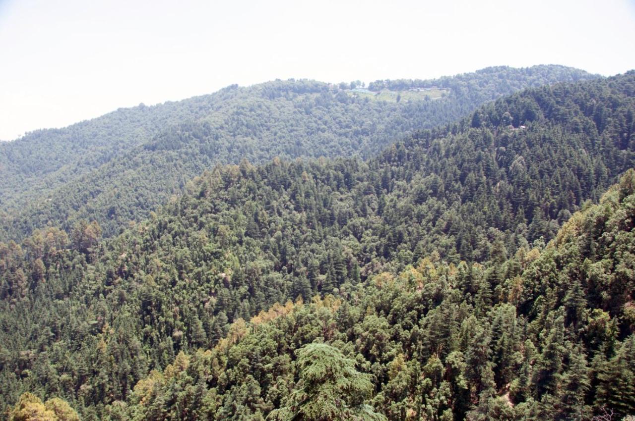 Summer Hill Resort Chail Exterior photo